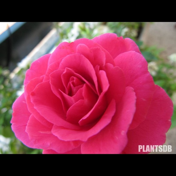 pri84_601